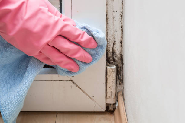 Best DIY Mold Remediation Support Services in Shenandoah, LA